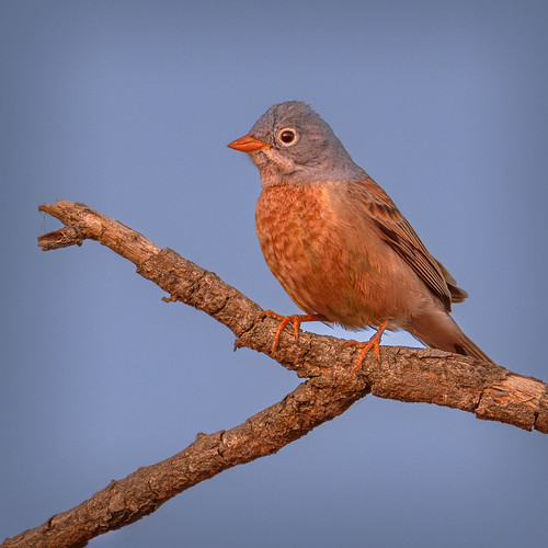 Grey-Necked Bunting, at Sunrise by krishchandran, emberizabuchanani