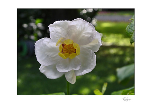 Chinese Sweetshrub (Calycanthus chinensis) | by radspix