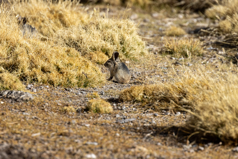 This little guy is a Bolivian big-eared mouse