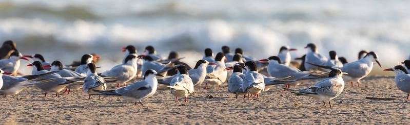 Lots of terns resting on the beach