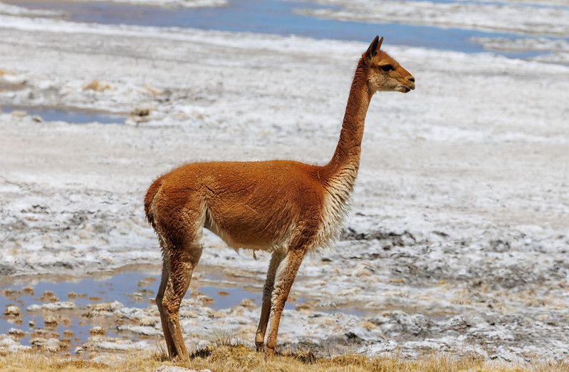 Now to the Surire salt flats...