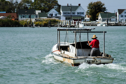 Waterman returning home, Tangier Island | by chesbayprogram
