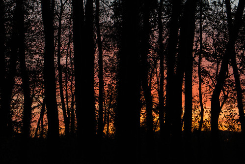 Bloxholm Woods 3 by Kevin Doncaster, woods forest sunset colour photography outdoors tree nature beauty scenics silhouette sky tranquilit