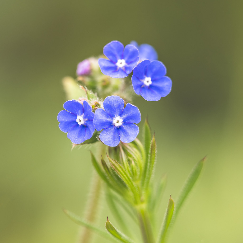 Forget-me-knot | 36/100 Flowers | Mandy Willard | Flickr