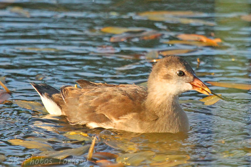Local Wildlife | by SR Photos Torksey