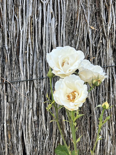 local laneway roses | by Bananarama73