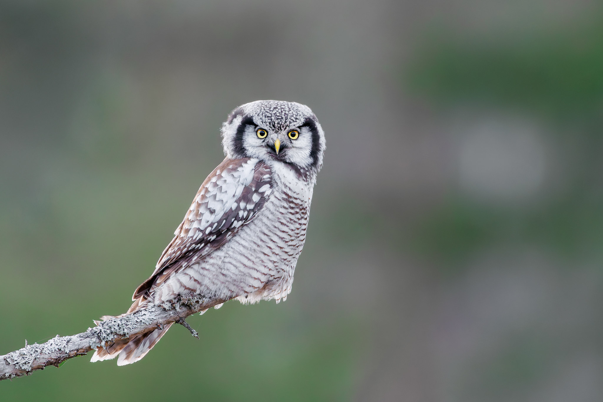 Surnia ulula | Northern Hawk-Owl | hökuggla