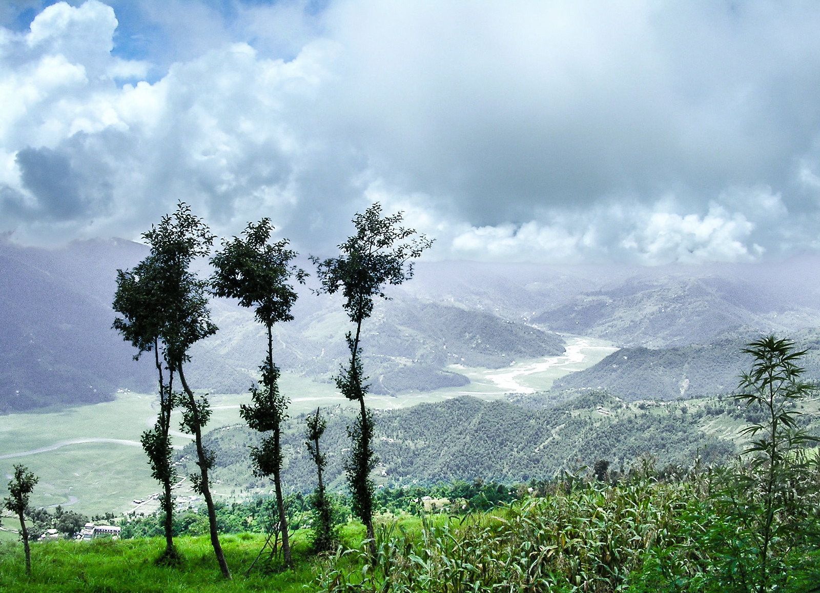 Trees 3 | Flickr