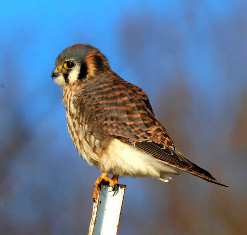 Small Falcons (Kestrel & Merlin) | Flickr
