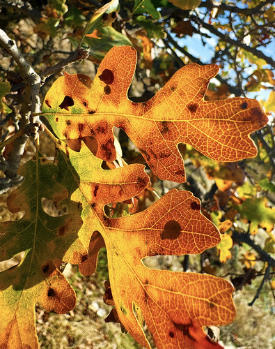 Fall Color | by Floating on Air