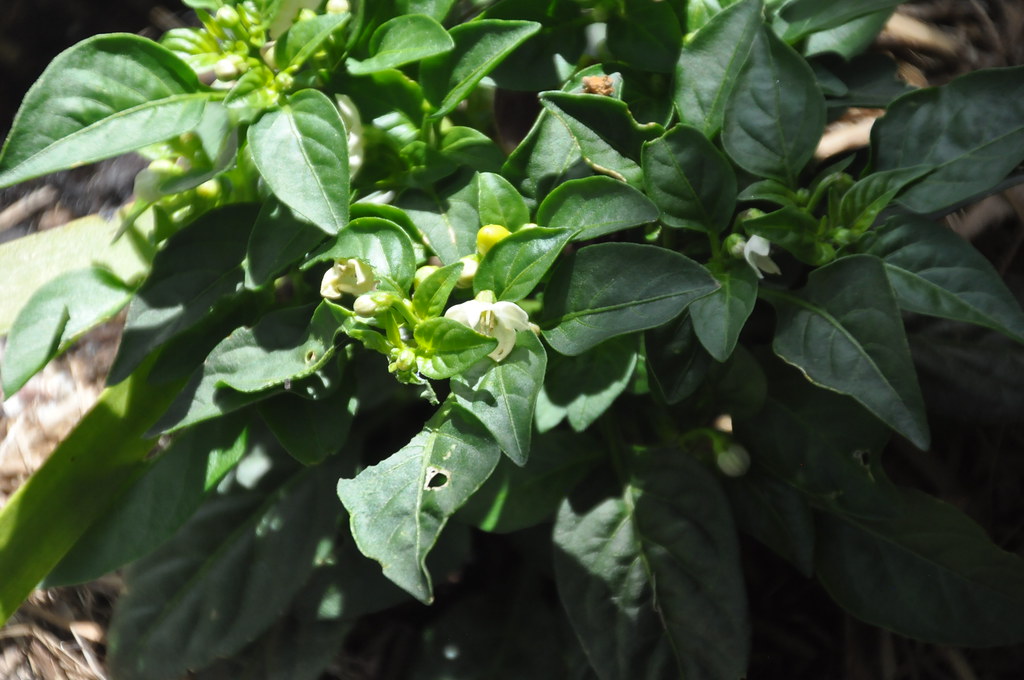 17 DSC_0014 small chilli pepper | Iain DAVIDSON | Flickr