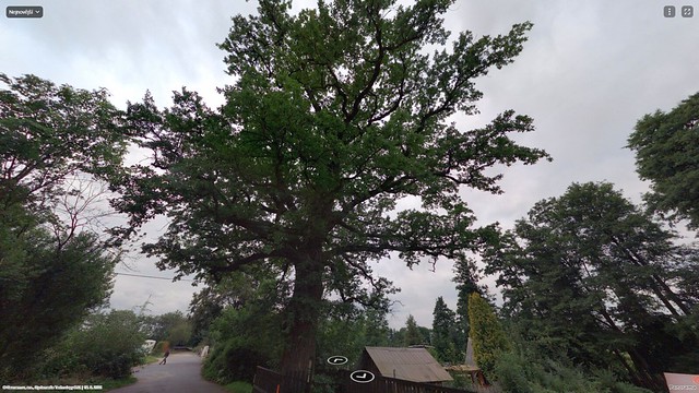 Sommer-Eiche in Chlumeček in Chlumeček