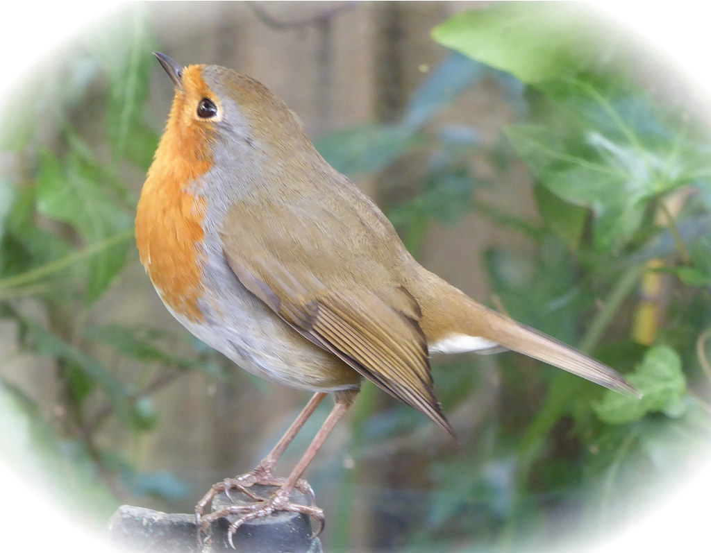 Robin Exploring greenhouserobin | This is the robin who took to exploring in… | Flickr