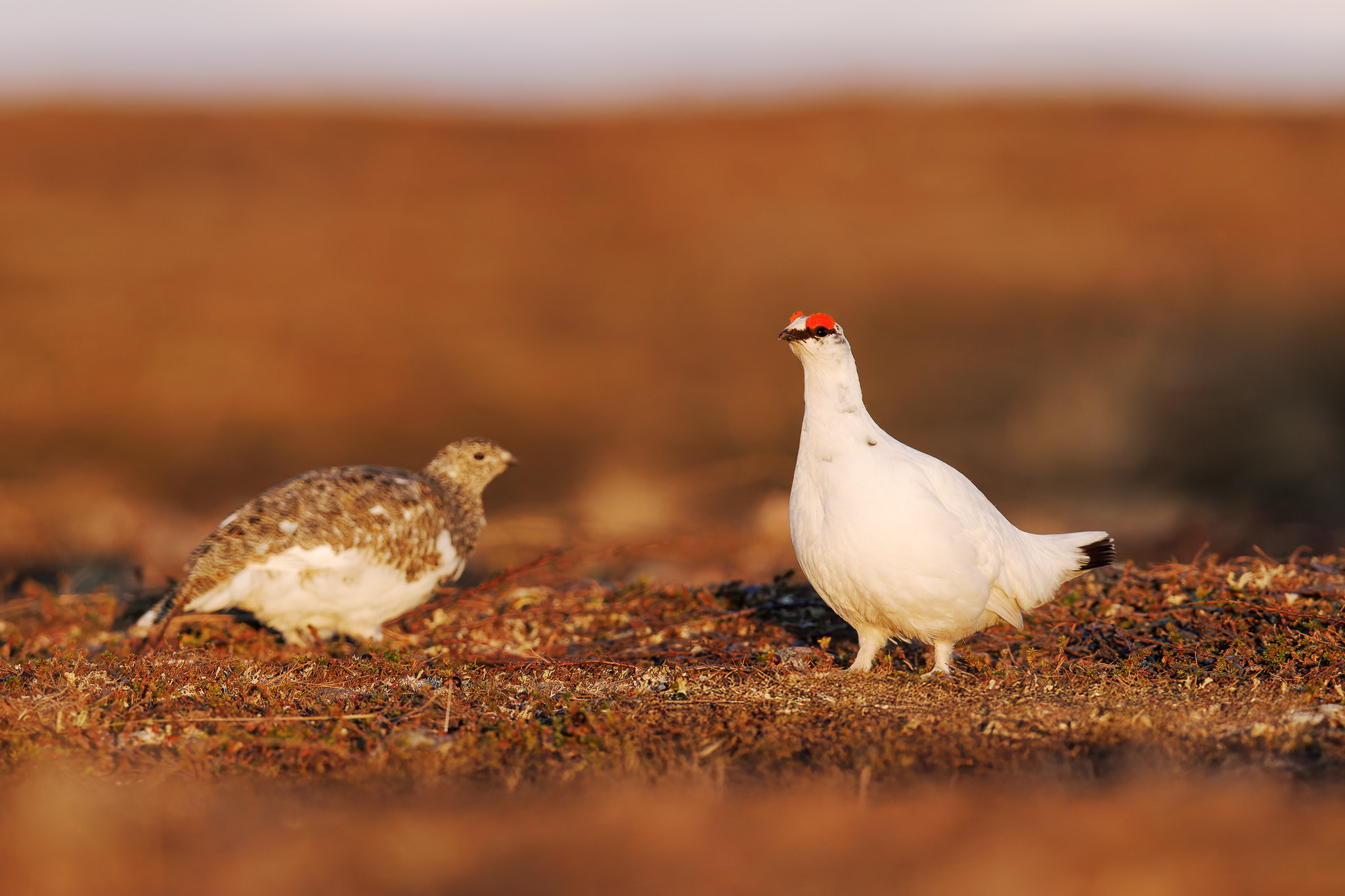 Lagopus muta | Rock Ptarmigan | fjällripa
