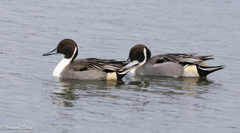 Pintails