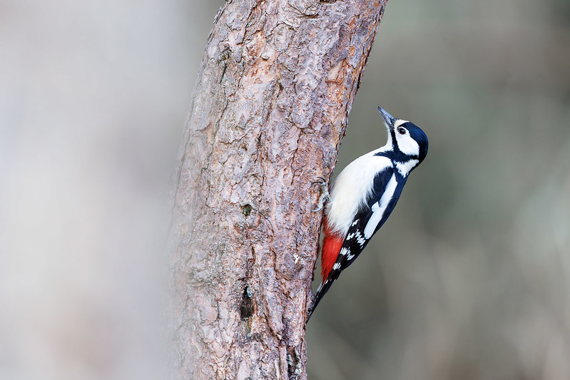 Dendrocopos major | Great Spotted Woodpecker | större hackspett