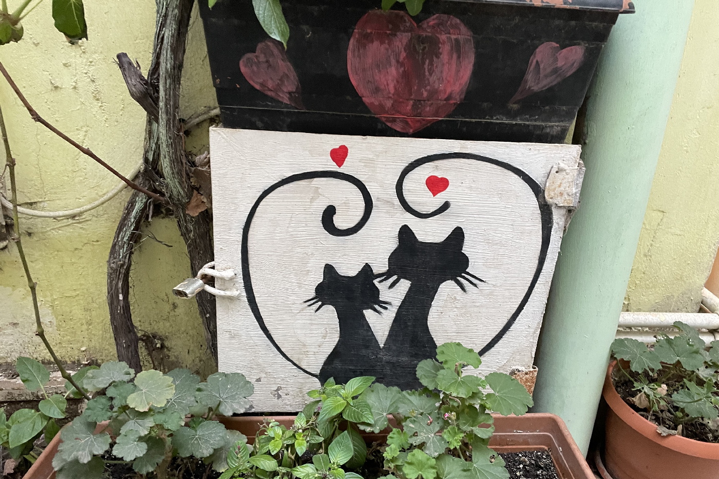 IMG_5310