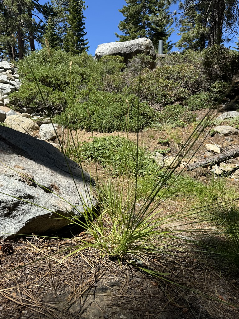 Rubicon Trail