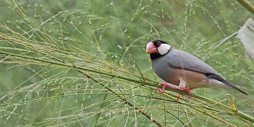 Java Sparrow | by ChongBT