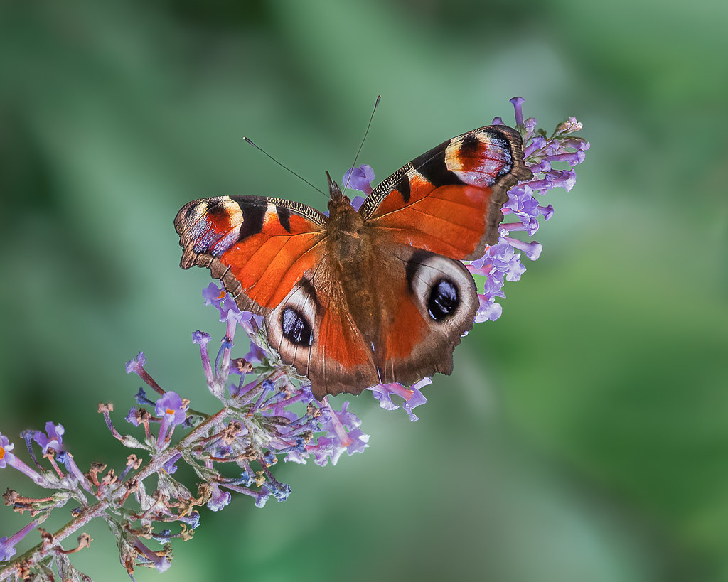 Butterfly at Rest | mark.farrand4 | Flickr