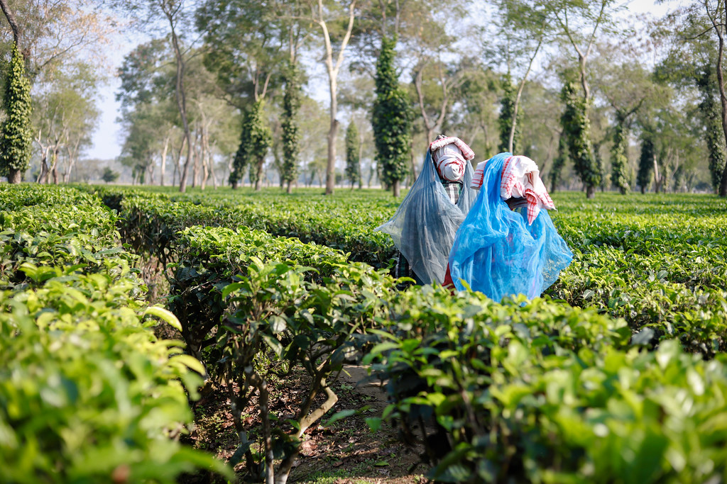 Child Labour Tea UNICEF Improving Lives - Story 5, child labour | Flickr