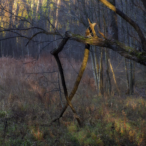 X marks the marsh