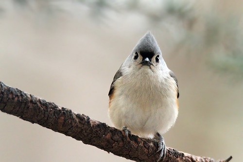 Tufted Titmouse | by BSendelbach