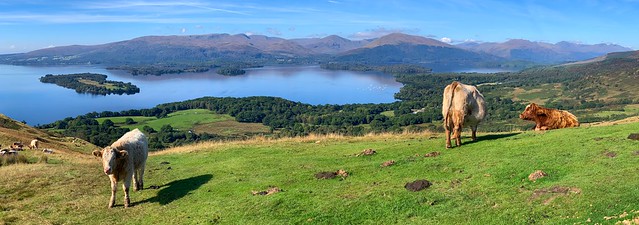 Highland Cattle and Loch Lomond Panorama