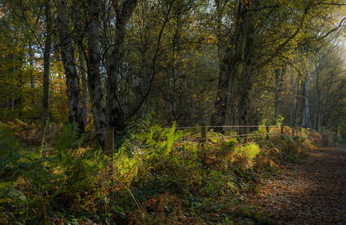 Autumn Morning Light 2024 by nikonshooter1954, A morning visit to the woodlands around Highgate Common South Staffordshire England before to Sun go
