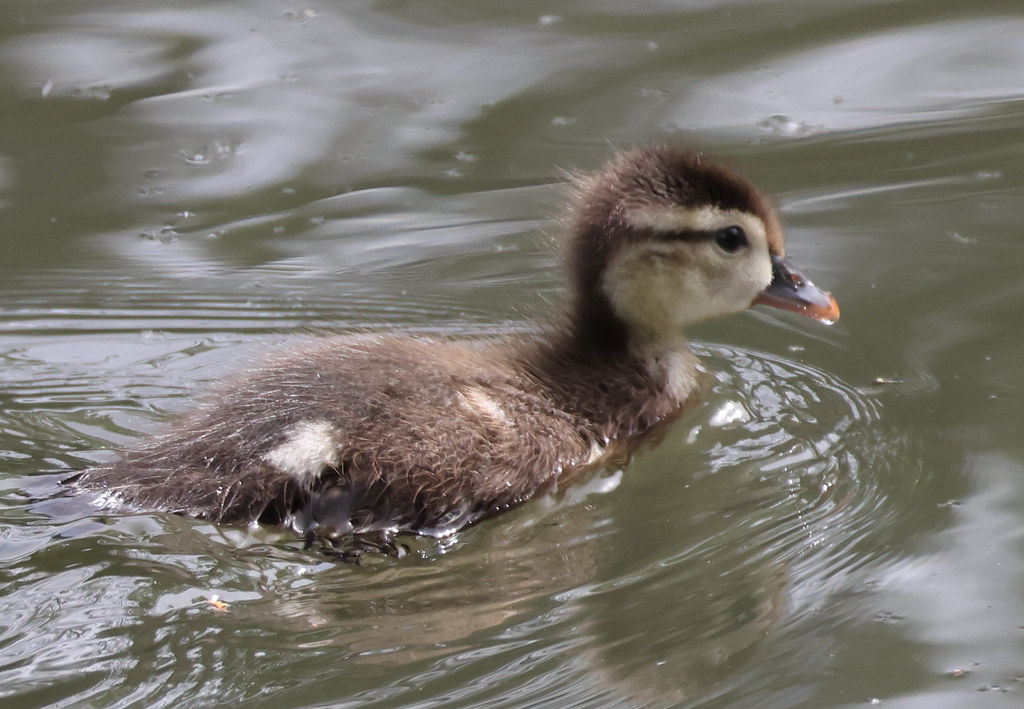 Catching up to mom | A Wood Duck duckling at Union Bay Natur… | Calvin ...