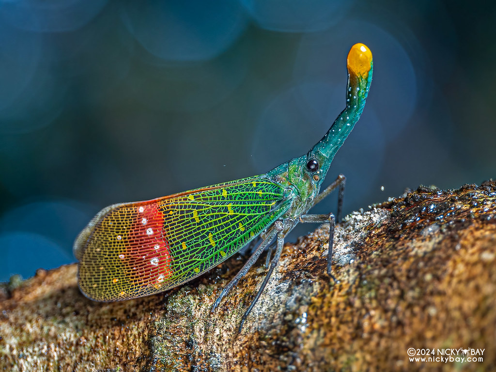 Pyrop Laternbug 2024-11-02a Kuta Langis Lantern Bug | Flickr