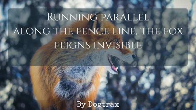 Running Parallel | Kevin Hodgson | Flickr