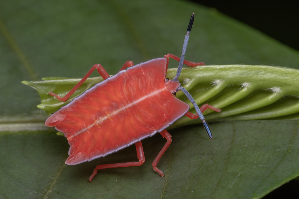 Bhunkaa Insect 1I7A8036 | budak | Flickr