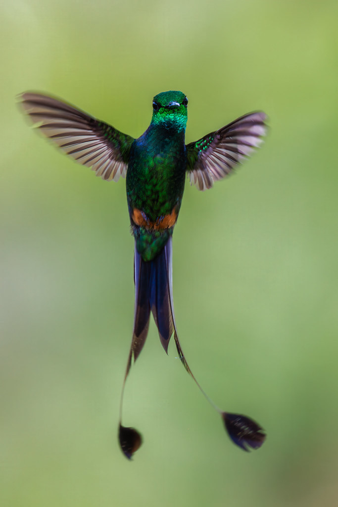 Peruvian Racket-tail | Fundo Alto Nieva, Peru | Eric Zhou | Flickr