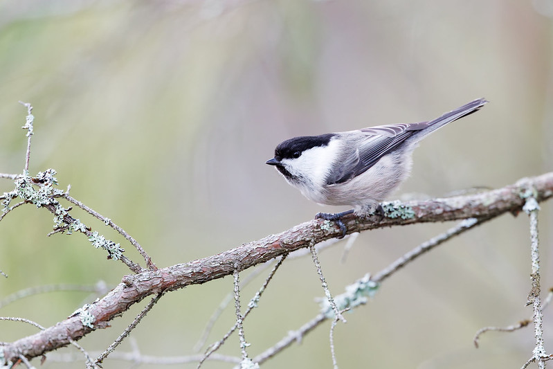 Poecile montanus | Willow Tit | talltita