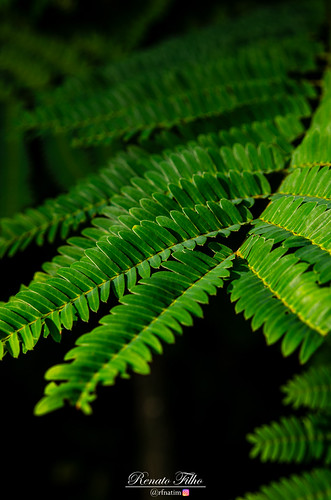 Close-Up | by renatoflh.contato