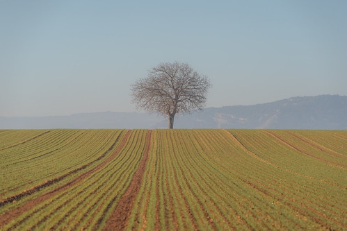 One ... by jelielares, Valence, France ...landscape tree valence france sonya7cii tamron70180g2