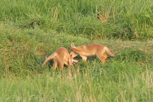 Local Wildlife | by SR Photos Torksey