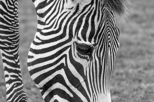 Grevy Abstract