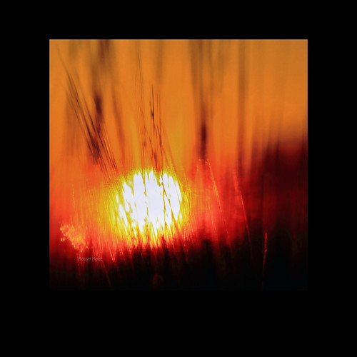 Sun's impressions by Robyn Hooz, Come in quadro astratto, la luce del sole del mattino disegna i contorni degli steli d'erba, creando
