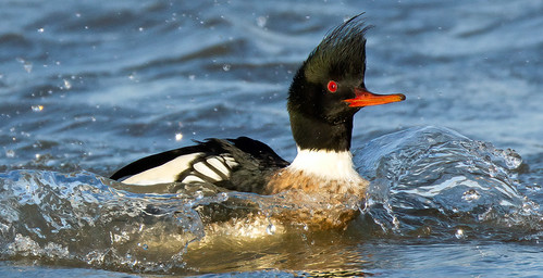 Red-breasted Merganser | by NickWakeling