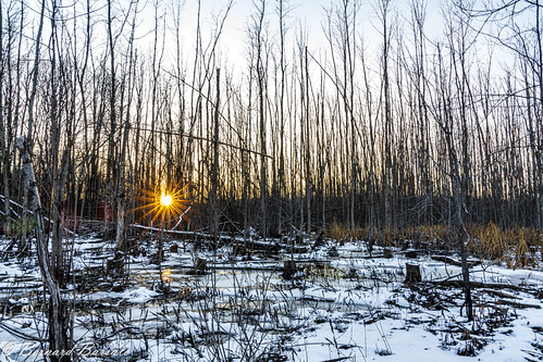 Réveil au marais du castor by (bbarsalo), Parc-nature du Bois-de-l'Île-Bizard, Québeca7riv autumn ice landscape leverdesoleil light nature ora