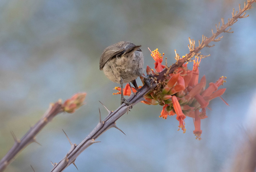 bird butt | Flickr