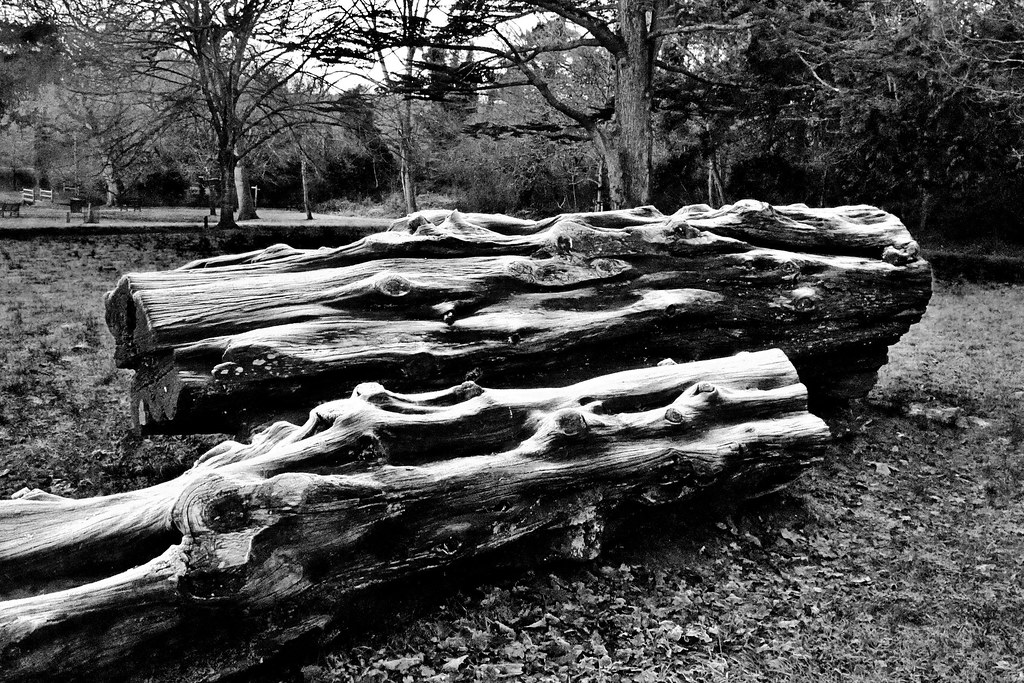 Frosty logs | These aged logs are a feature in my local park… | Flickr