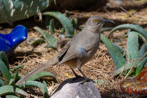 Curve-billed Thrasher | by richditch