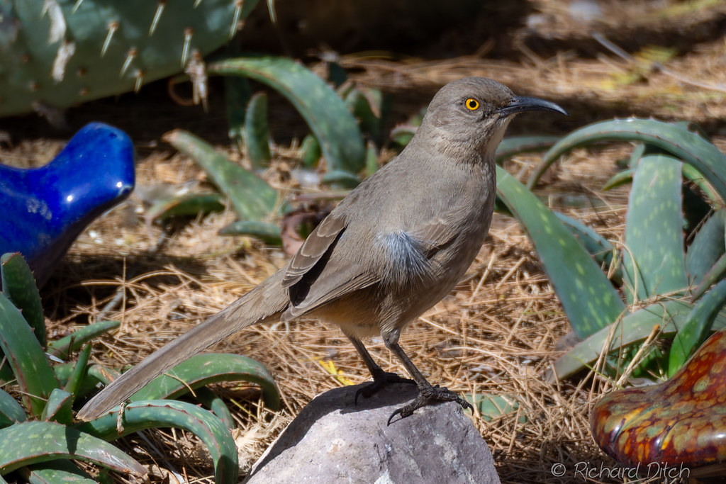 Curve-billed Thrasher