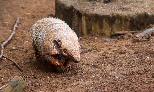 A is for Armadillo! | by CrazyBugLady