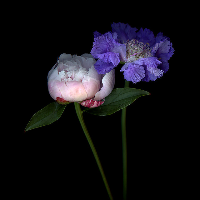 Perfectmatch Roses A PERFECT MATCH… ROSES, SCABIOSA | “I have no plans to retir… | Flickr