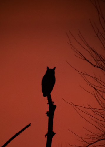 Great Horned Owl after sunset by schochohdude, This taking through my scope and is not a good quality photo, though the circumstance was really nea