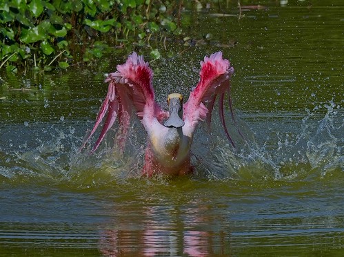 Roseate Spoonbill-PWS-4146 by Short Wavelength, Roseate Spoonbill creates a post preening shower for itself. 
Peaceful Waters Sanctuary
Wellington, 